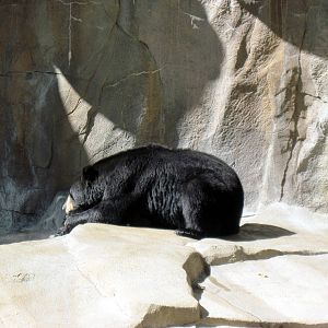 Bear Canyon-American Black Bear