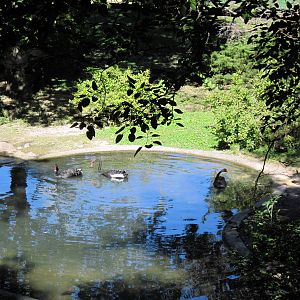 Swan Valley-Black Swans
