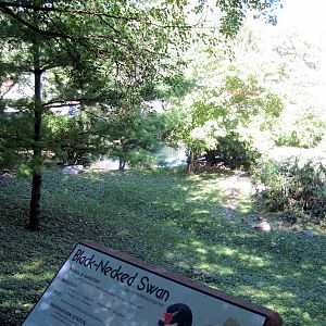Swan Valley-Black-necked Swan Exhibit