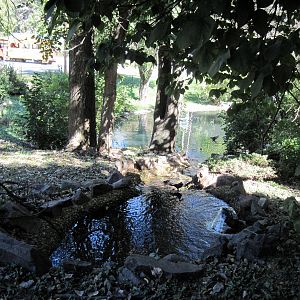 Swan Valley-Black-necked Swan Exhibit