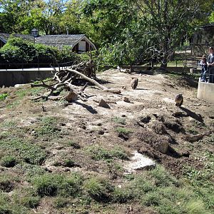 Praire Dog/Turkey Vulture Exhibit