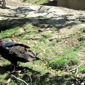 Turkey Vulture