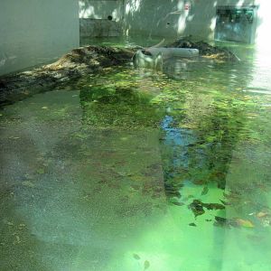 North American River Otter Exhibit