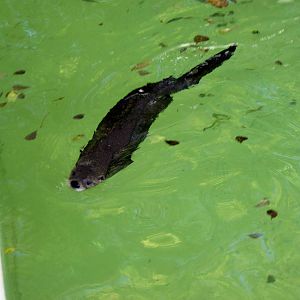 North American River Otter