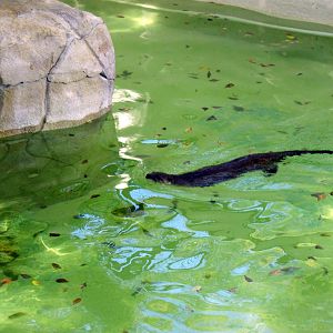 North American River Otter