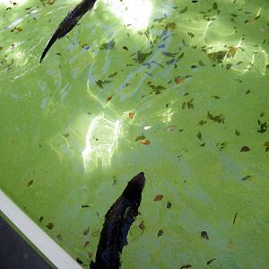 North American River Otters