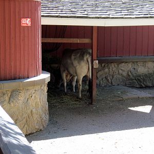 Dairy World-Dwarf Zebu