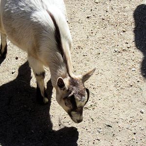 Dairy World-Goat