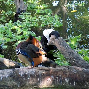 Dairy World-Mandarin Duck