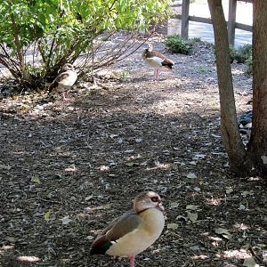 Dairy World-Egyptian Geese