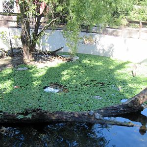 Dairy World-Waterfowl Pond