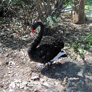 Dairy World-Black Swan