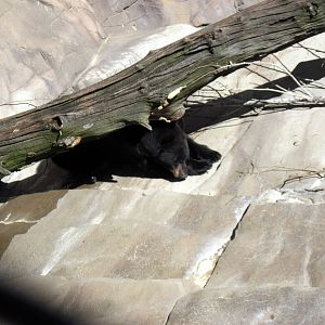 Bear Canyon-North American Black Bear