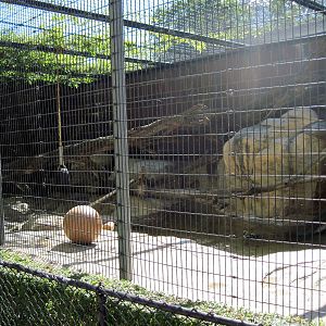 Cat Complex-Amur Leopard Exhibit