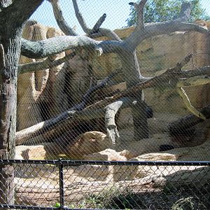 Cat Complex-Mountain Lion Exhibit