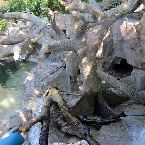 Bear Canyon-Sun Bear Exhibit