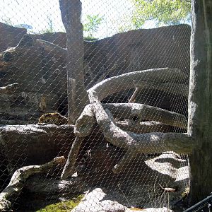 Cat Complex-Jaguar Exhibit