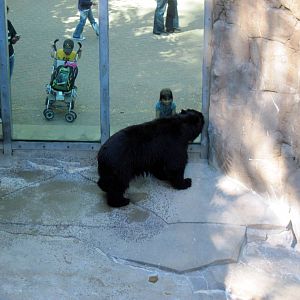 Bear Canyon-Spectacled Bear