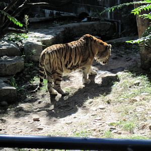 Cat Complex-Amur Tiger