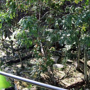 Cat Complex-Amur Tiger Exhibit