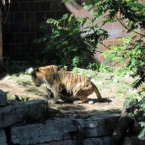 Cat Complex-Amur Tiger