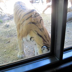 Cat Complex-Amur Tiger