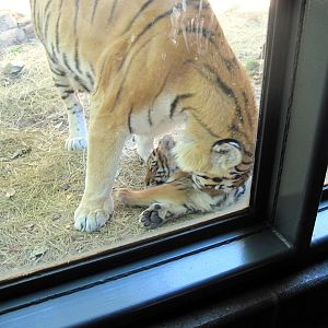 Cat Complex-Amur Tiger with Cub