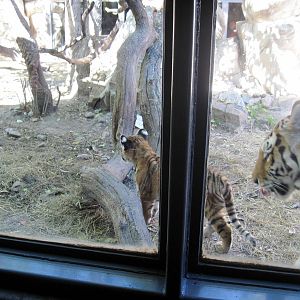 Cat Complex-Amur Tiger with Cub