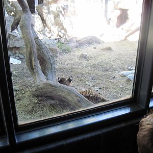 Cat Complex-Amur Tiger Cub