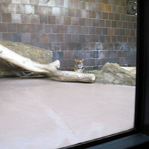 Cat Complex-Tiger Exhibit