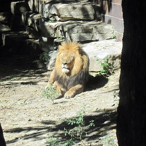 Cat Complex-African Lion