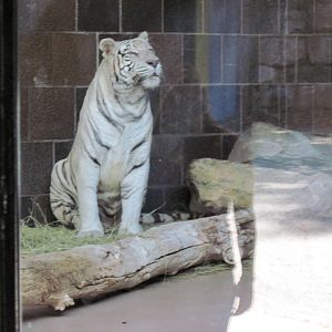 Cat Complex-White Tiger