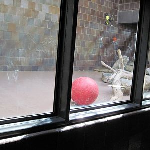 Cat Complex-White Tiger Exhibit