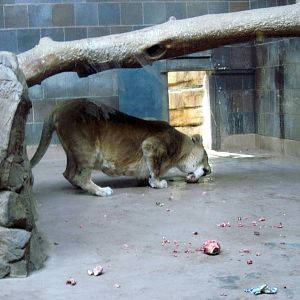 Cat Complex-African Lion