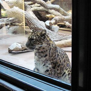 Cat Complex-Amur Leopard