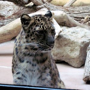 Cat Complex-Amur Leopard