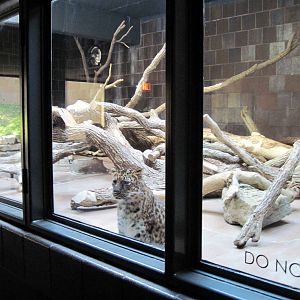 Cat Complex-Amur Leopard Exhibit