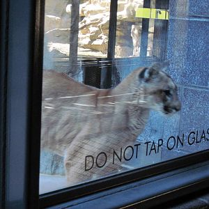 Cat Complex-Mountain Lion