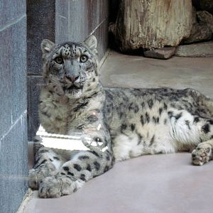 Cat Complex-Snow Leopard