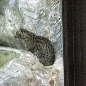 Cat Complex-Fishing Cat