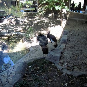 Gorilla Valley-Black Crowned Cranes