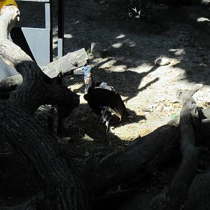 Gorilla Valley-Abyssinian Ground Hornbill