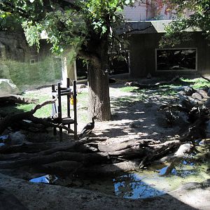 Gorilla Valley-Abyssinian Ground Hornbill/Black Crowned Crane/Yellow-backed