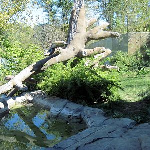 Gorilla Valley-Western Gorilla Exhibit