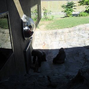 Gorilla Valley-Western Gorillas