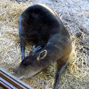 Gorilla Valley-Yellow-backed Duiker