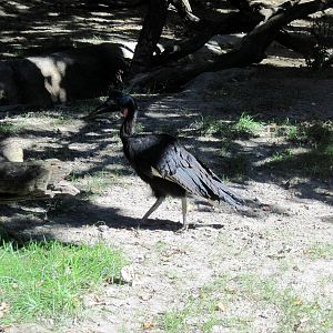 Gorilla Valley-Abyssinian Ground Hornbill