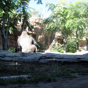 Gorilla Valley-Western Gorilla