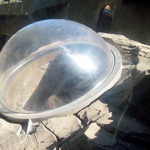 Gorilla Valley-Western Gorilla Viewing Bubble