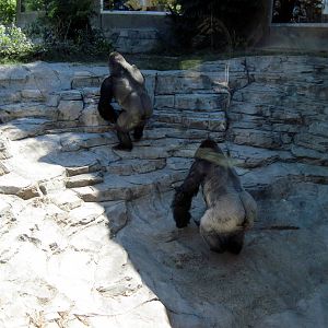 Gorilla Valley-Western Gorillas